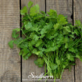 Calypso Cilantro – 100 Seeds Southern Seeds