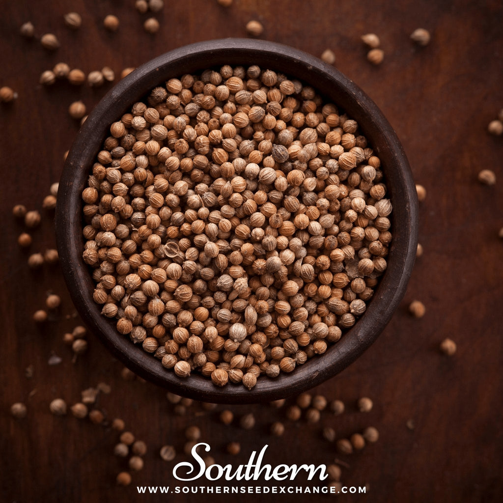 Santo Cilantro – 100 Seeds Southern Seeds