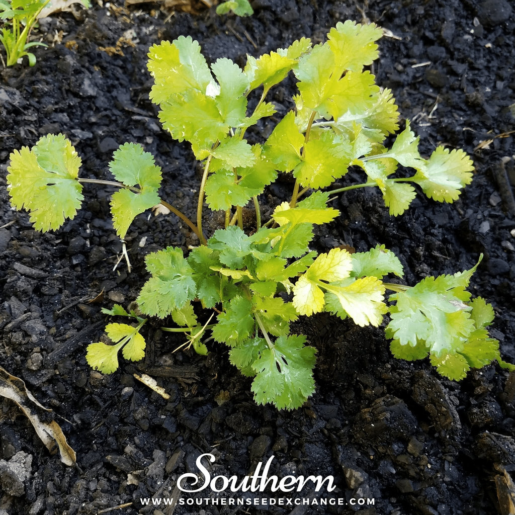 Santo Cilantro – 100 Seeds Southern Seeds