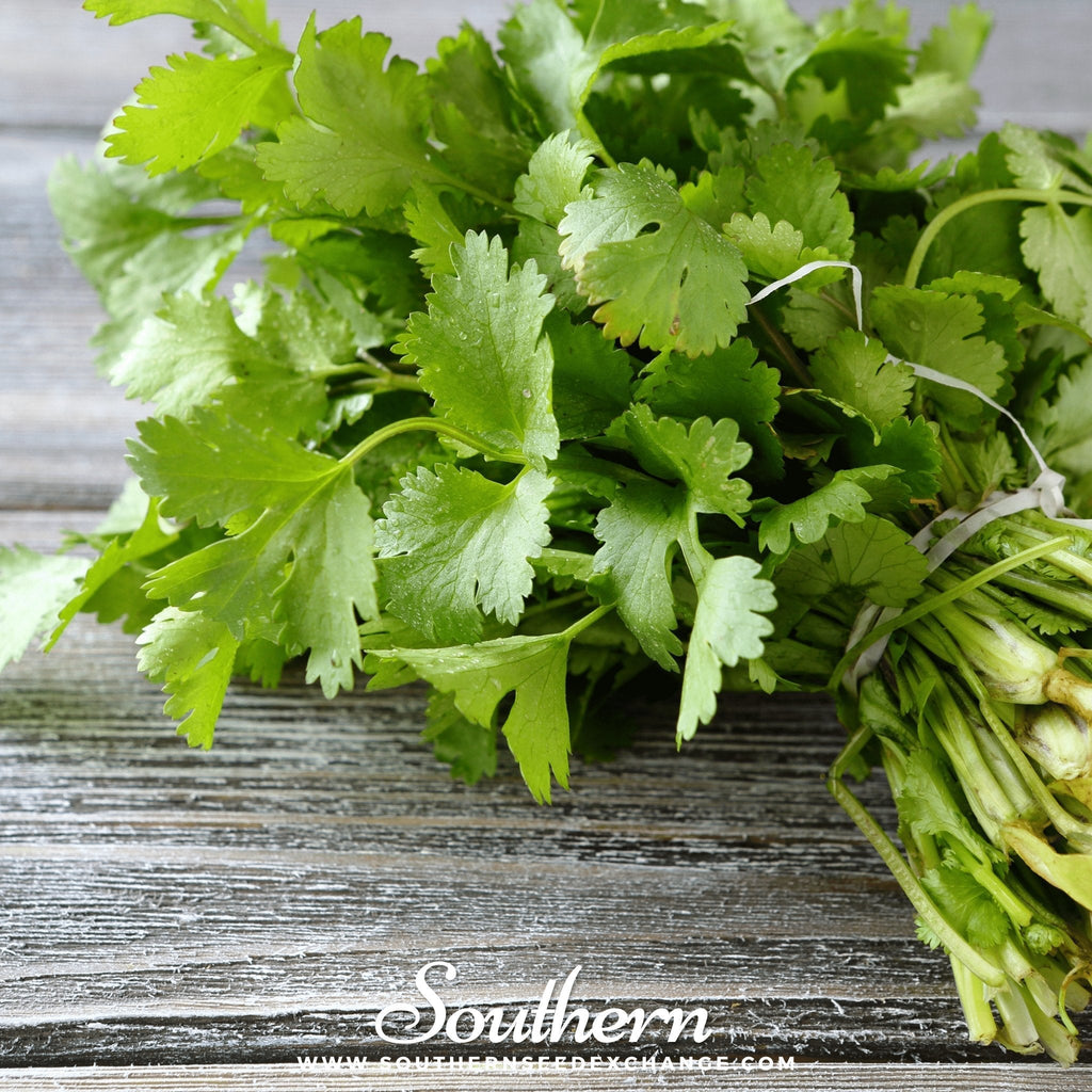 Santo Cilantro – 100 Seeds Southern Seeds