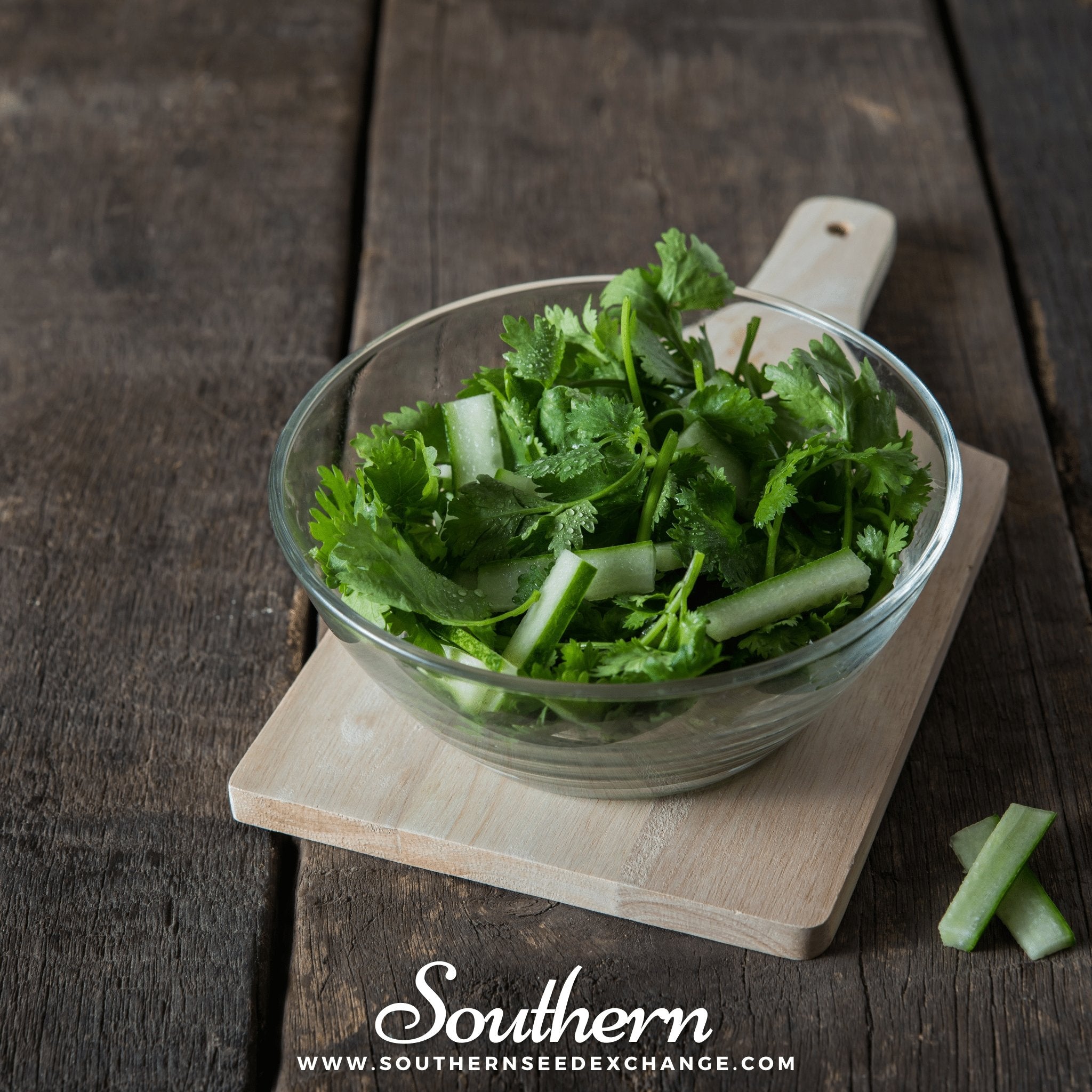 Santo Cilantro – 100 Seeds Southern Seeds