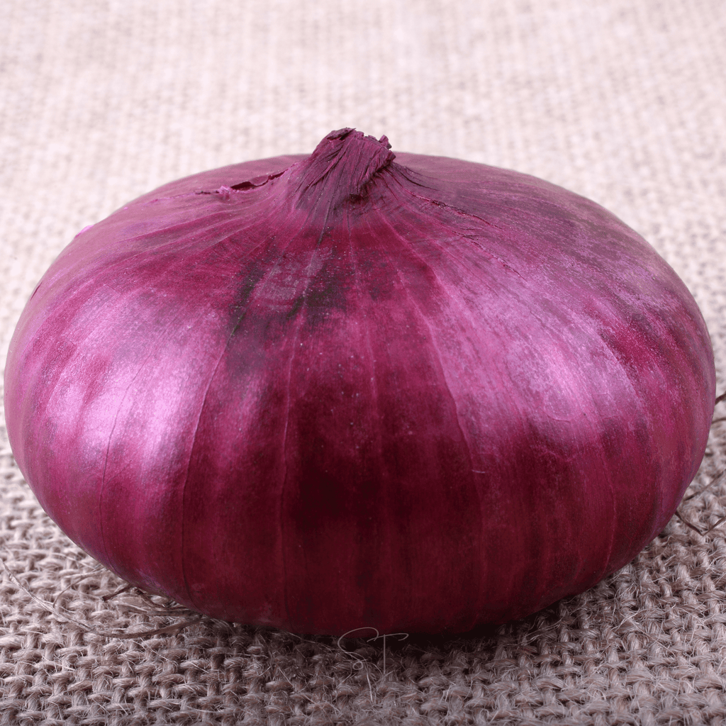Cipollini Red Onion – 100 Seeds Southern Seeds