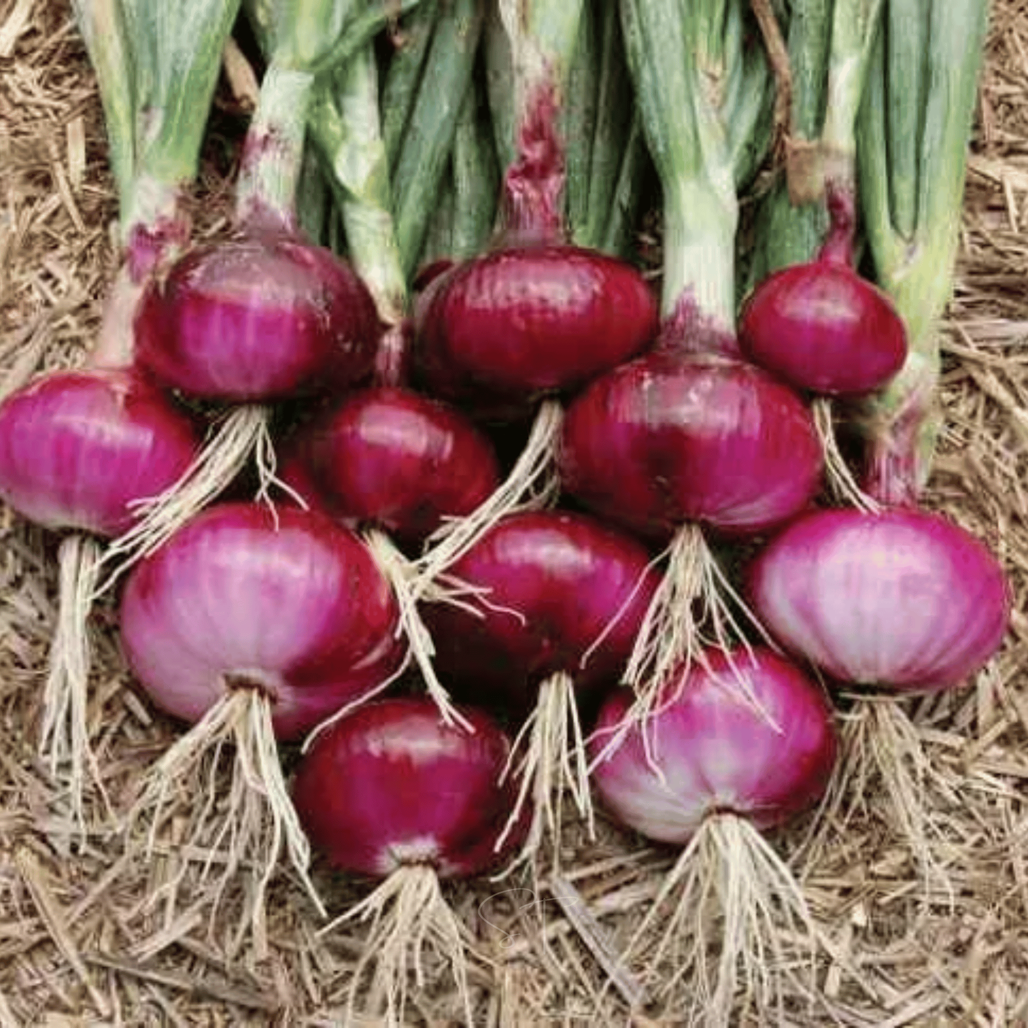 Cipollini Red Onion – 100 Seeds Southern Seeds