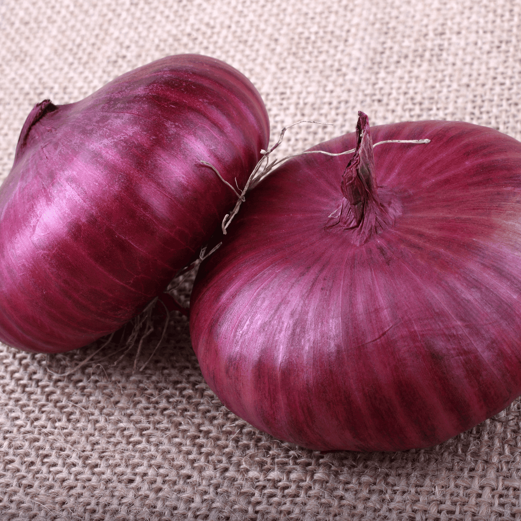 Cipollini Red Onion – 100 Seeds Southern Seeds