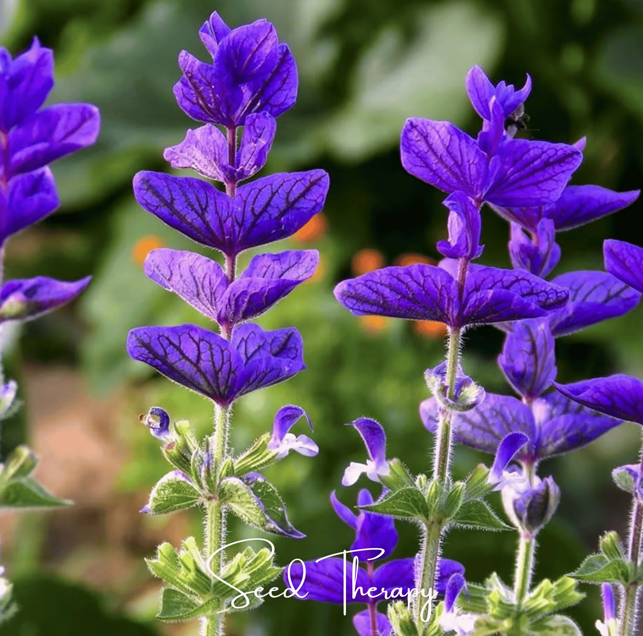 Blue Monday Clary Sage – 50 Seeds Southern Seeds