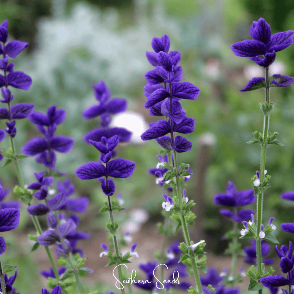 Blue Monday Clary Sage – 50 Seeds Southern Seeds