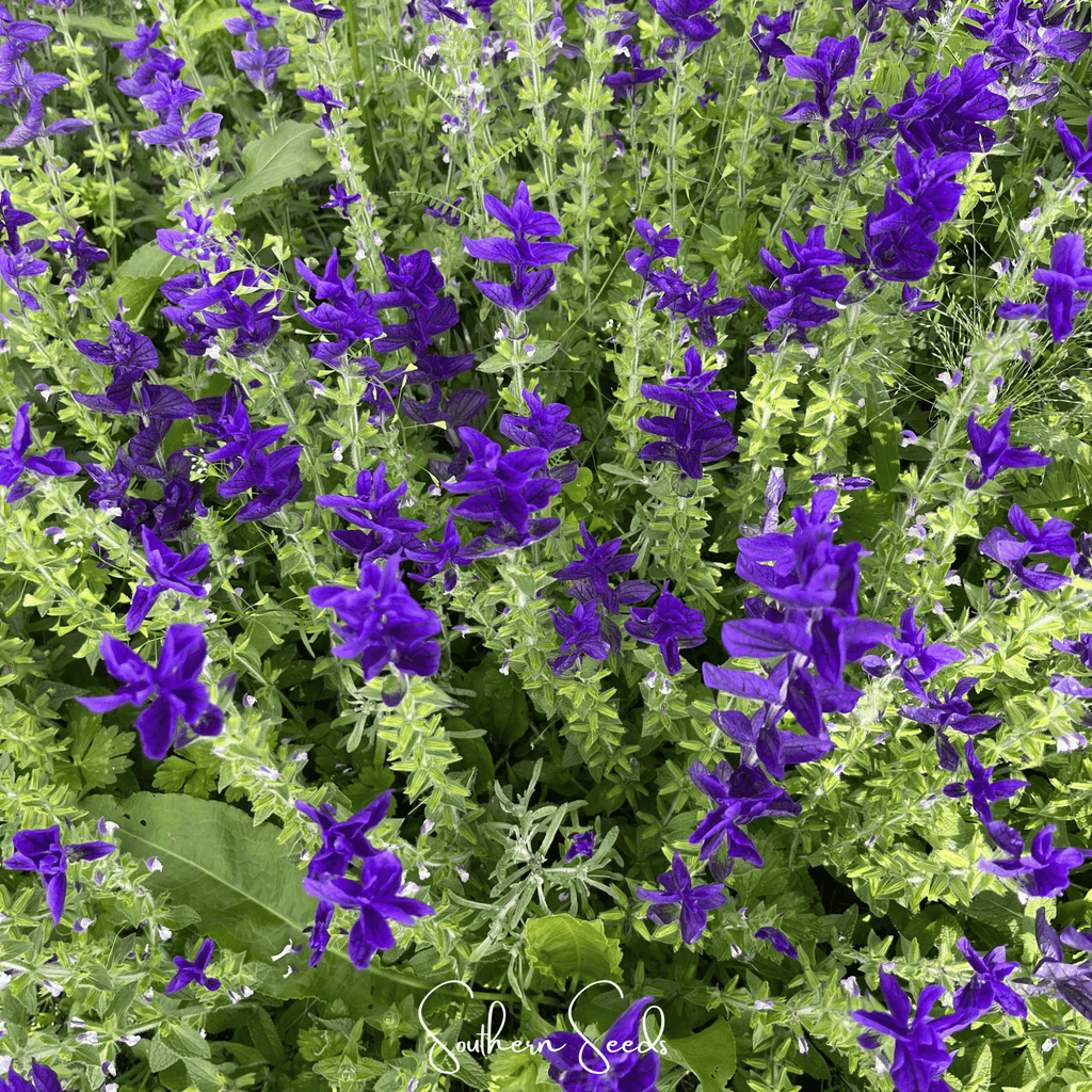 Blue Monday Clary Sage – 50 Seeds Southern Seeds