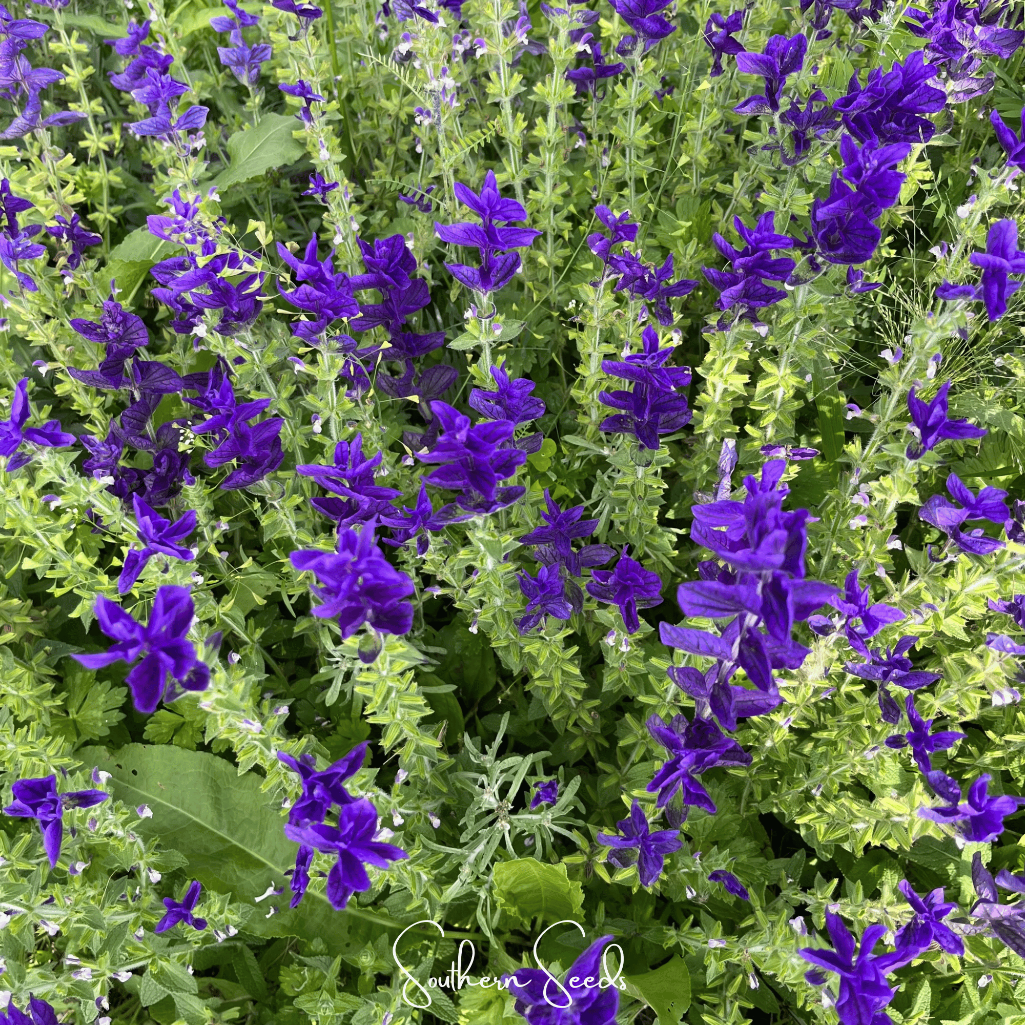 Blue Monday Clary Sage – 50 Seeds Southern Seeds