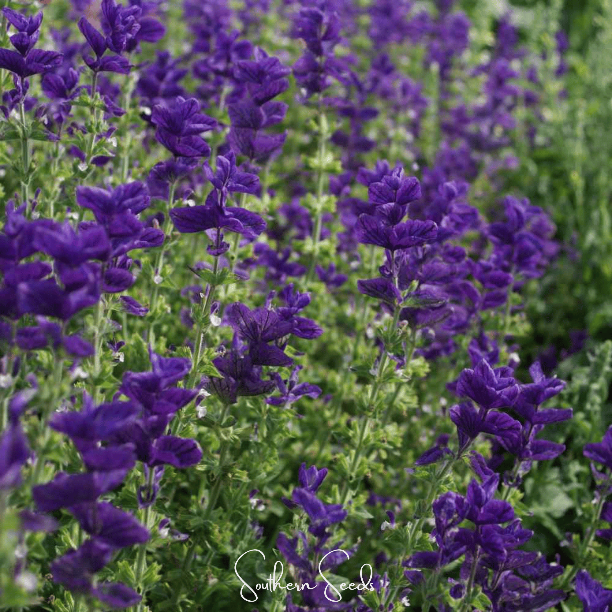 Blue Monday Clary Sage – 50 Seeds Southern Seeds