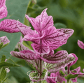 Pink Sundae Clary Sage – 50 Seeds Southern Seeds