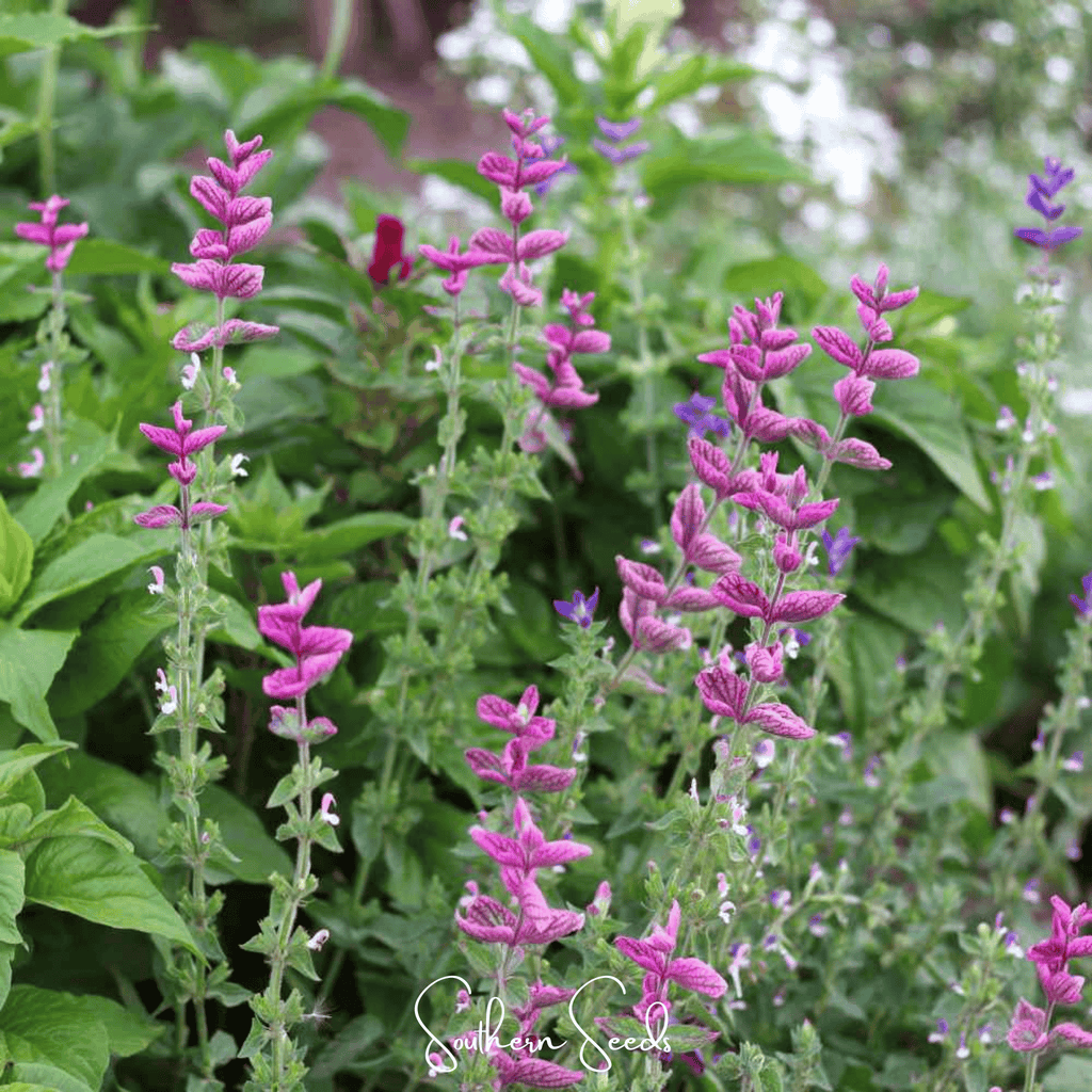 Pink Sundae Clary Sage – 50 Seeds Southern Seeds