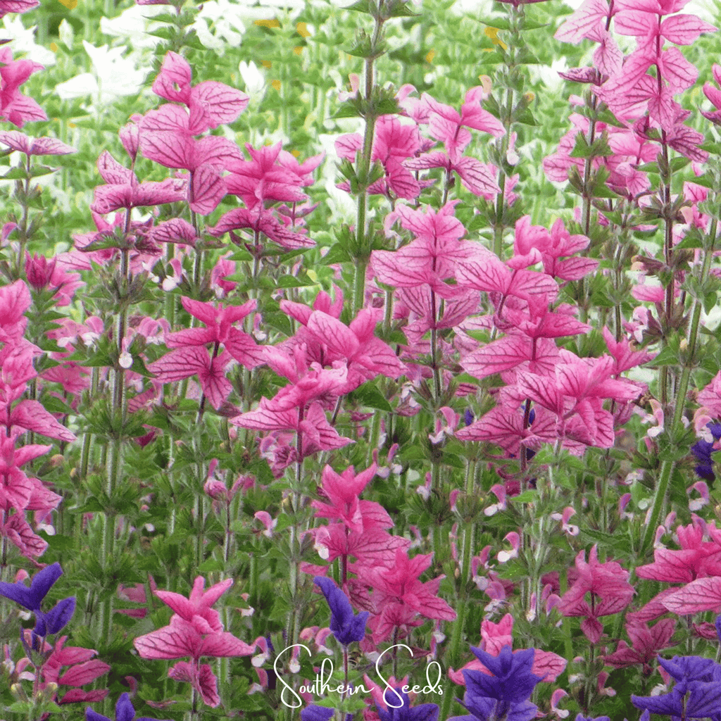 Pink Sundae Clary Sage – 50 Seeds Southern Seeds