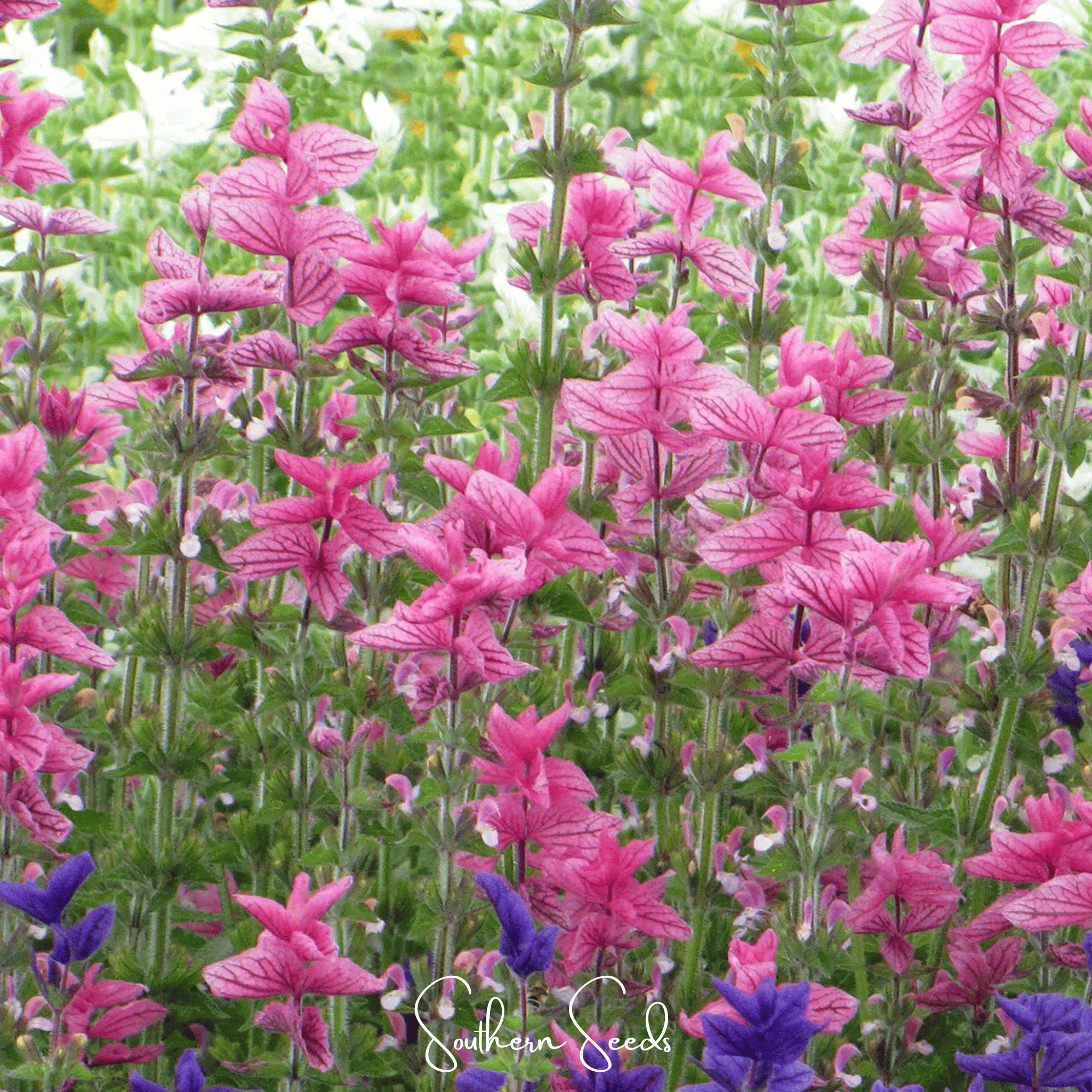 Pink Sundae Clary Sage – 50 Seeds Southern Seeds