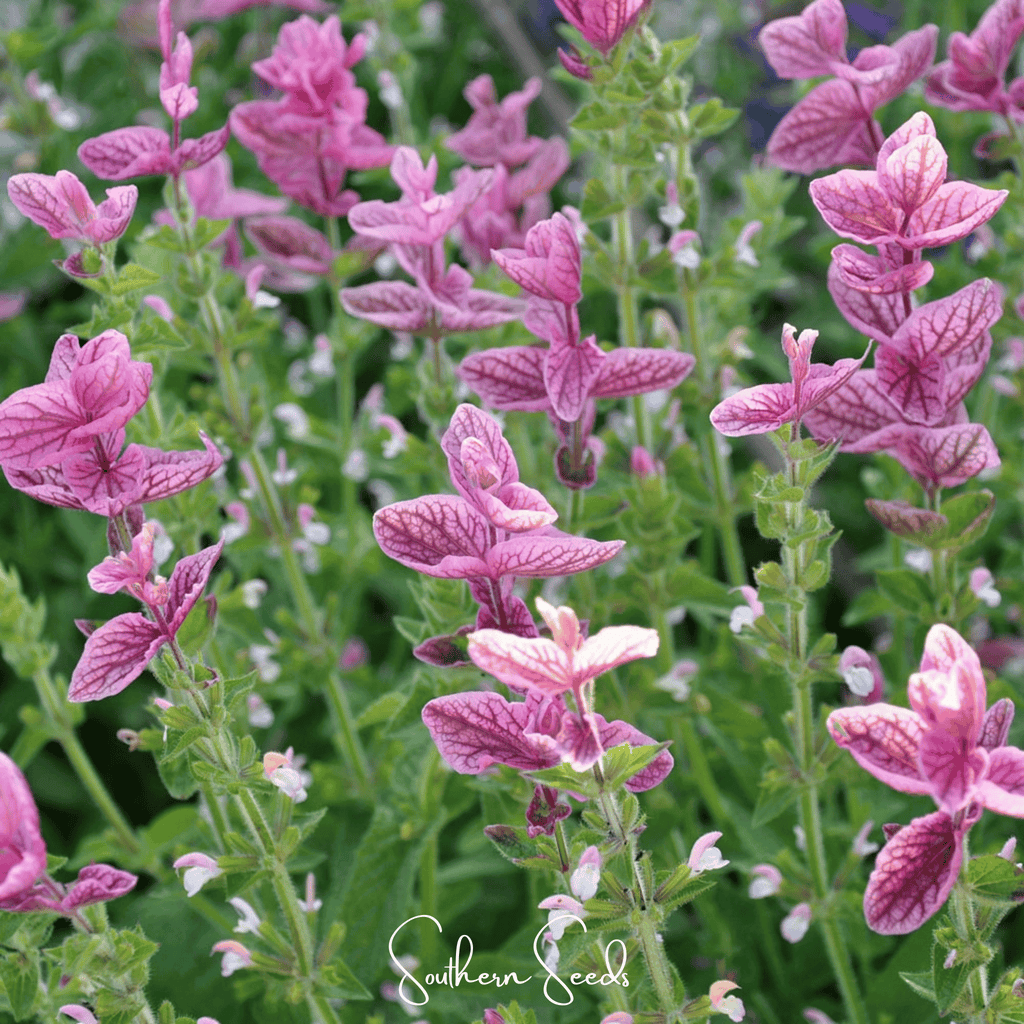 Pink Sundae Clary Sage – 50 Seeds Southern Seeds