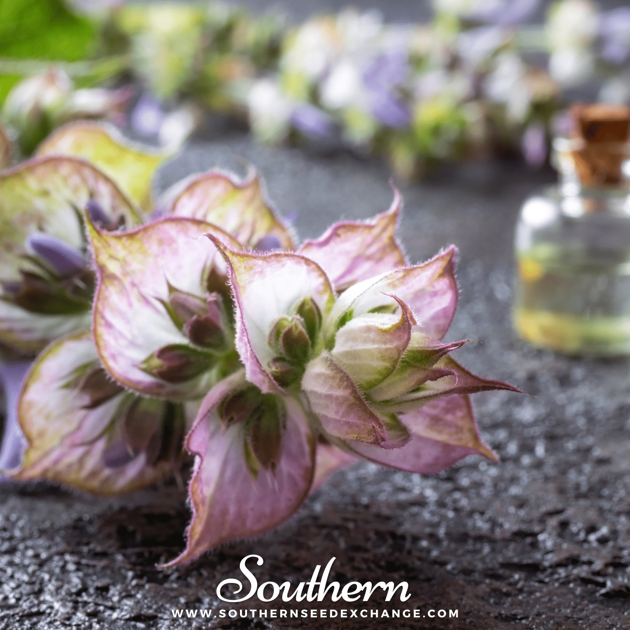 Clary Sage – 50 Seeds Southern Seeds
