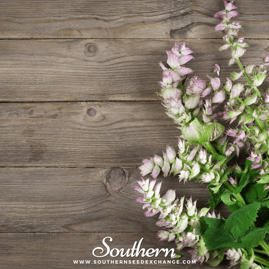 Clary Sage – 50 Seeds Southern Seeds