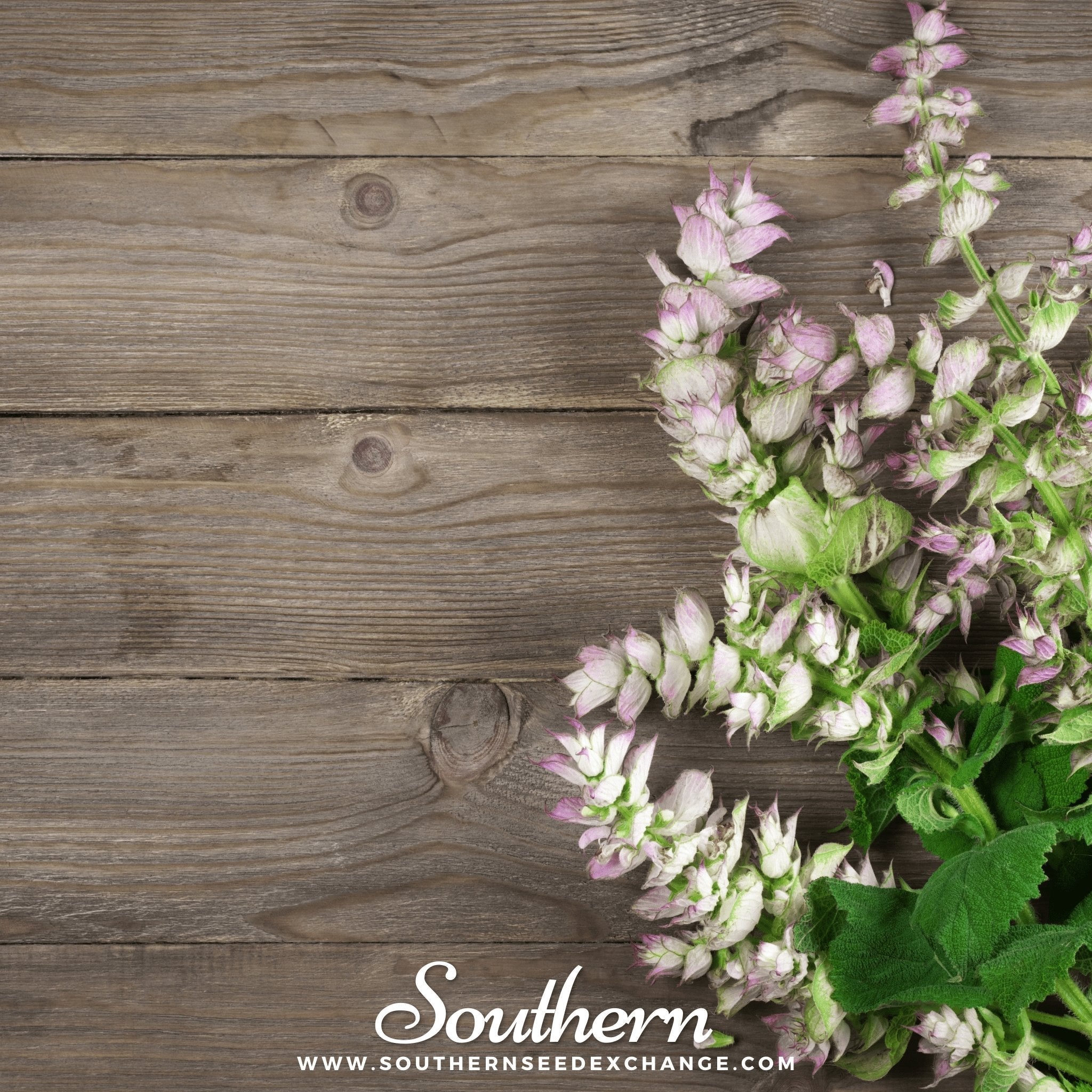 Clary Sage – 50 Seeds Southern Seeds