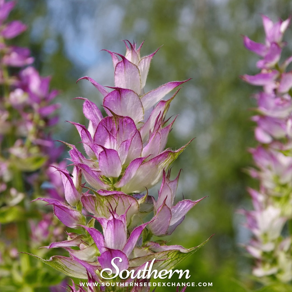 Clary Sage – 50 Seeds Southern Seeds