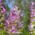 Clary Sage – 50 Seeds Southern Seeds