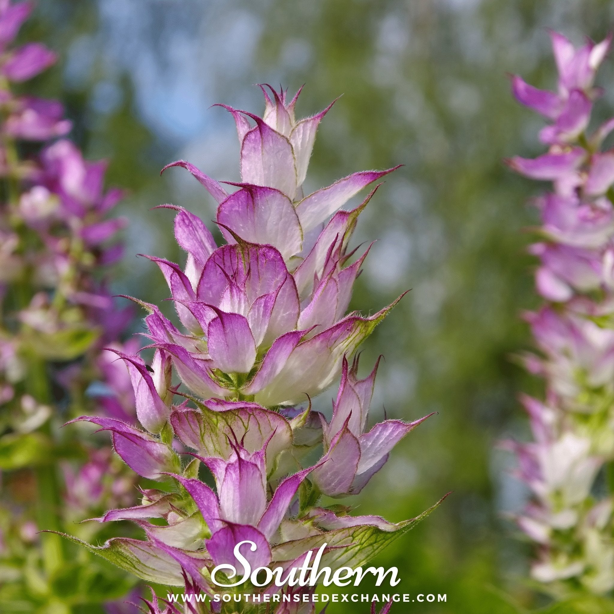 Clary Sage – 50 Seeds Southern Seeds