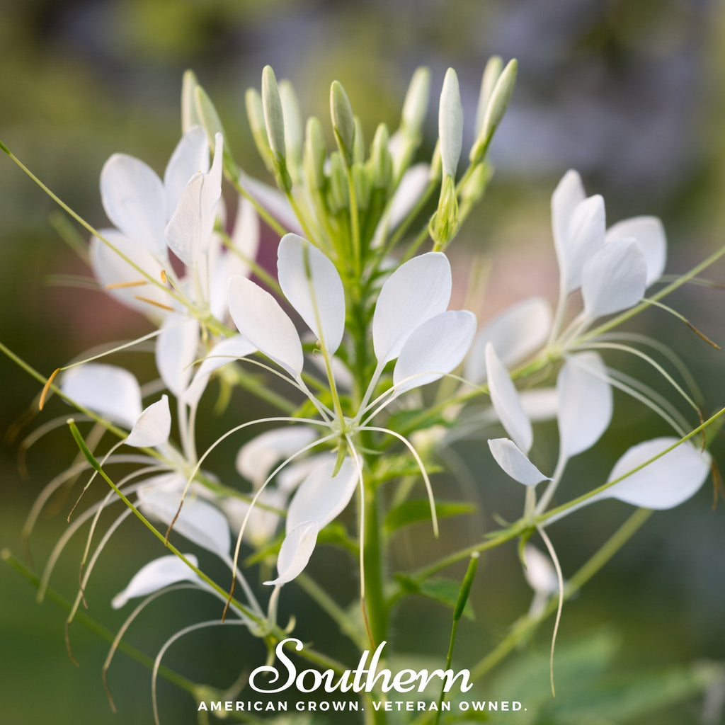 Spider Flower Cleome – 50 Seeds Southern Seeds