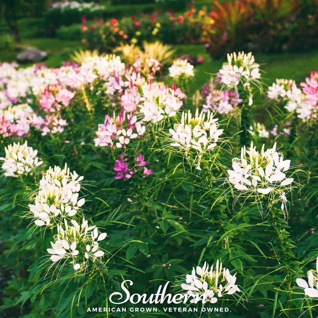 Spider Flower Cleome – 50 Seeds Southern Seeds