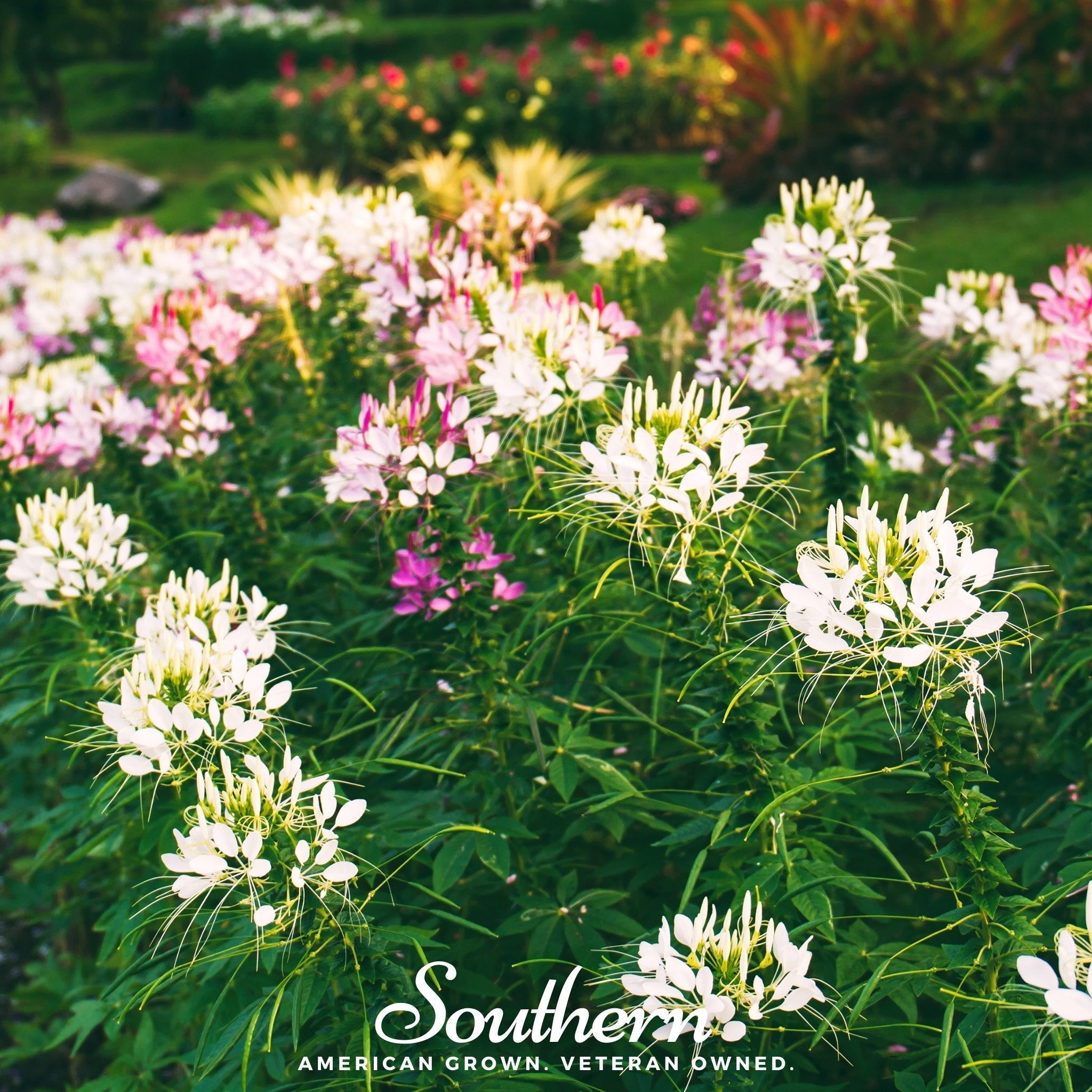 Spider Flower Cleome – 50 Seeds Southern Seeds