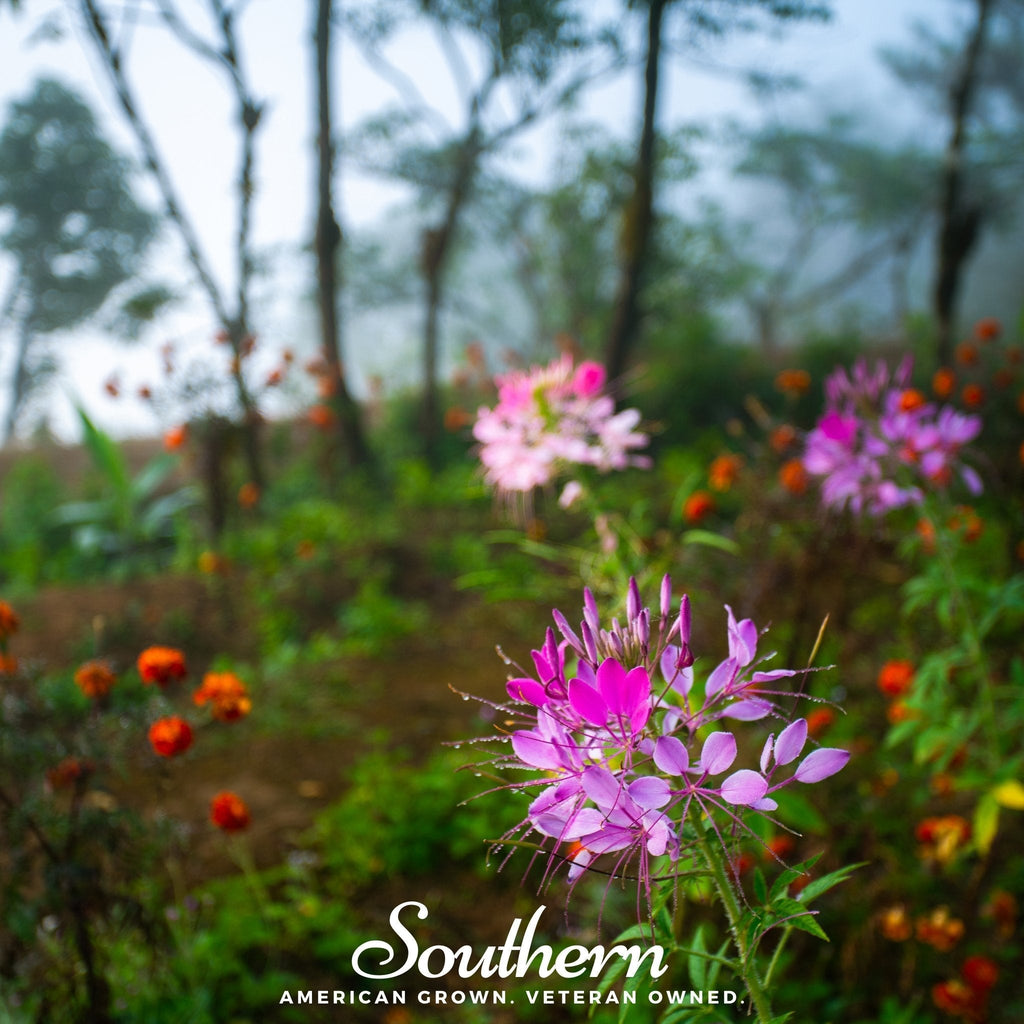 Spider Flower Cleome – 50 Seeds Southern Seeds