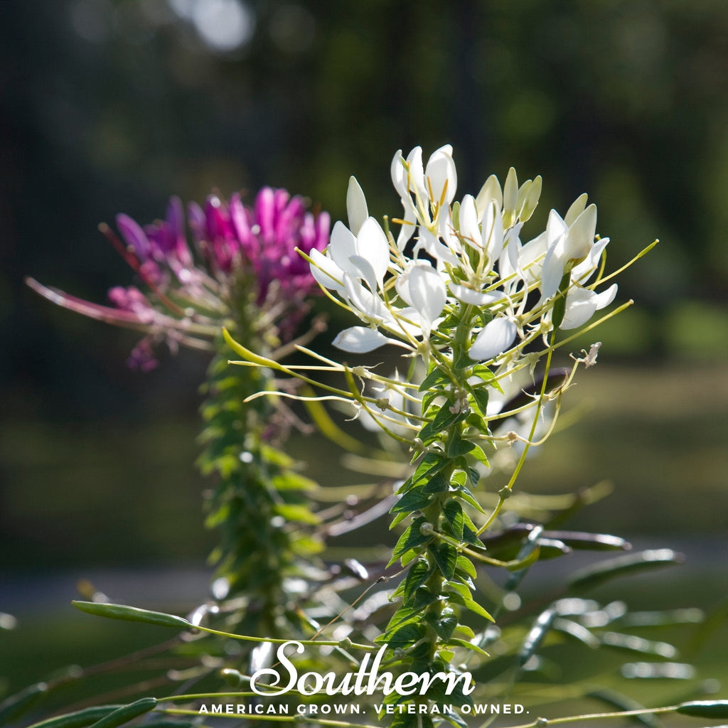 Spider Flower Cleome – 50 Seeds Southern Seeds