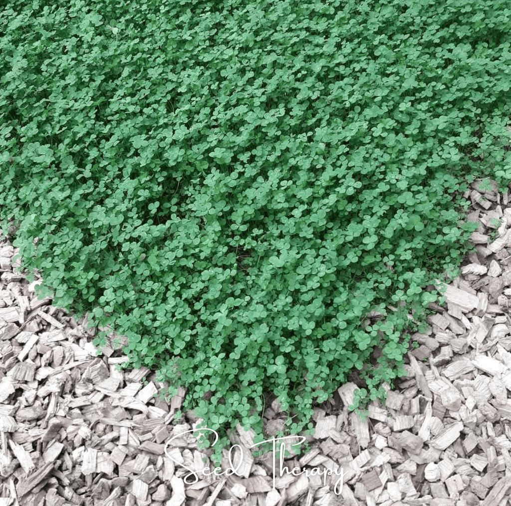Micro Clover (Mini) – 10,000 Seeds Southern Seeds
