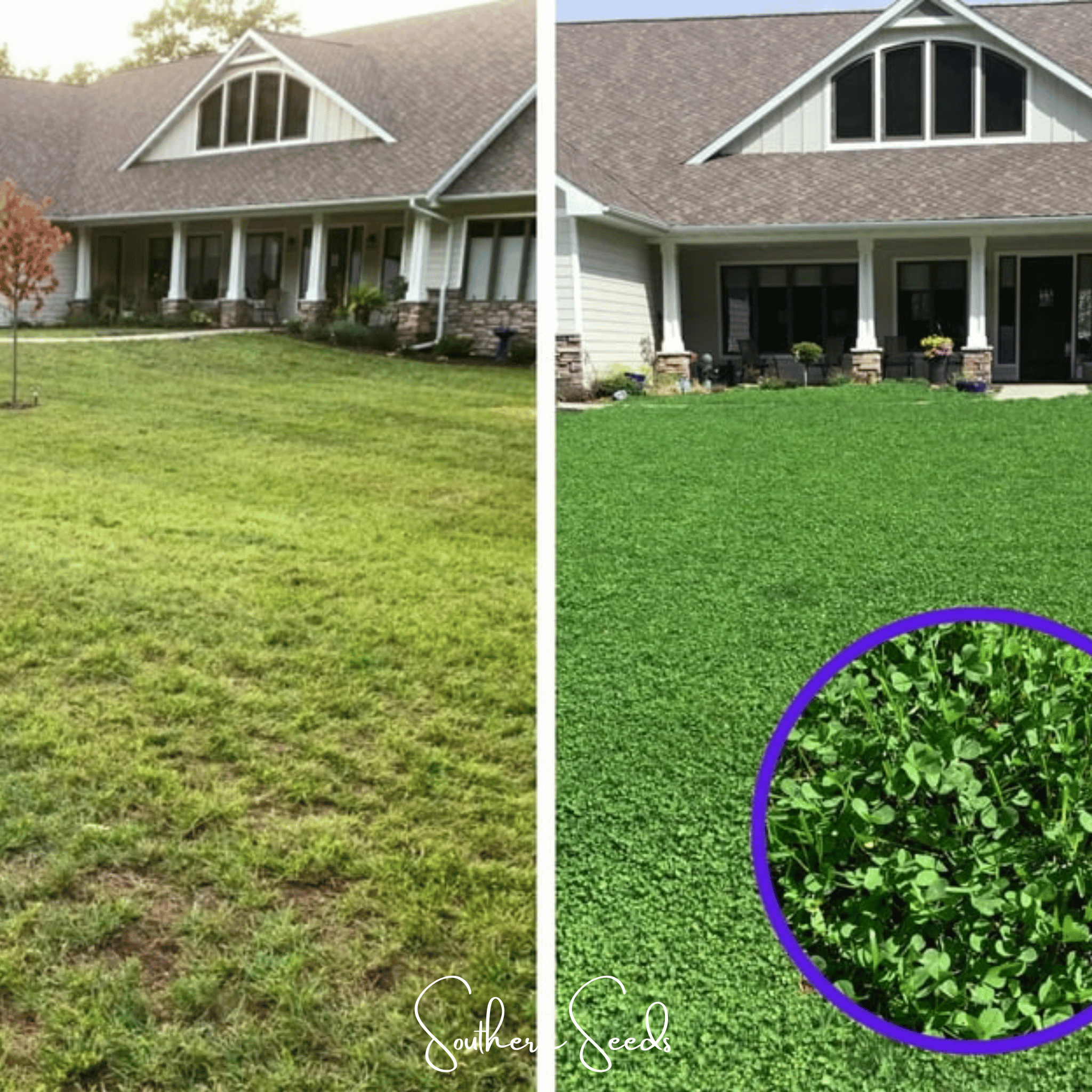 Micro Clover (Mini) – 10,000 Seeds Southern Seeds