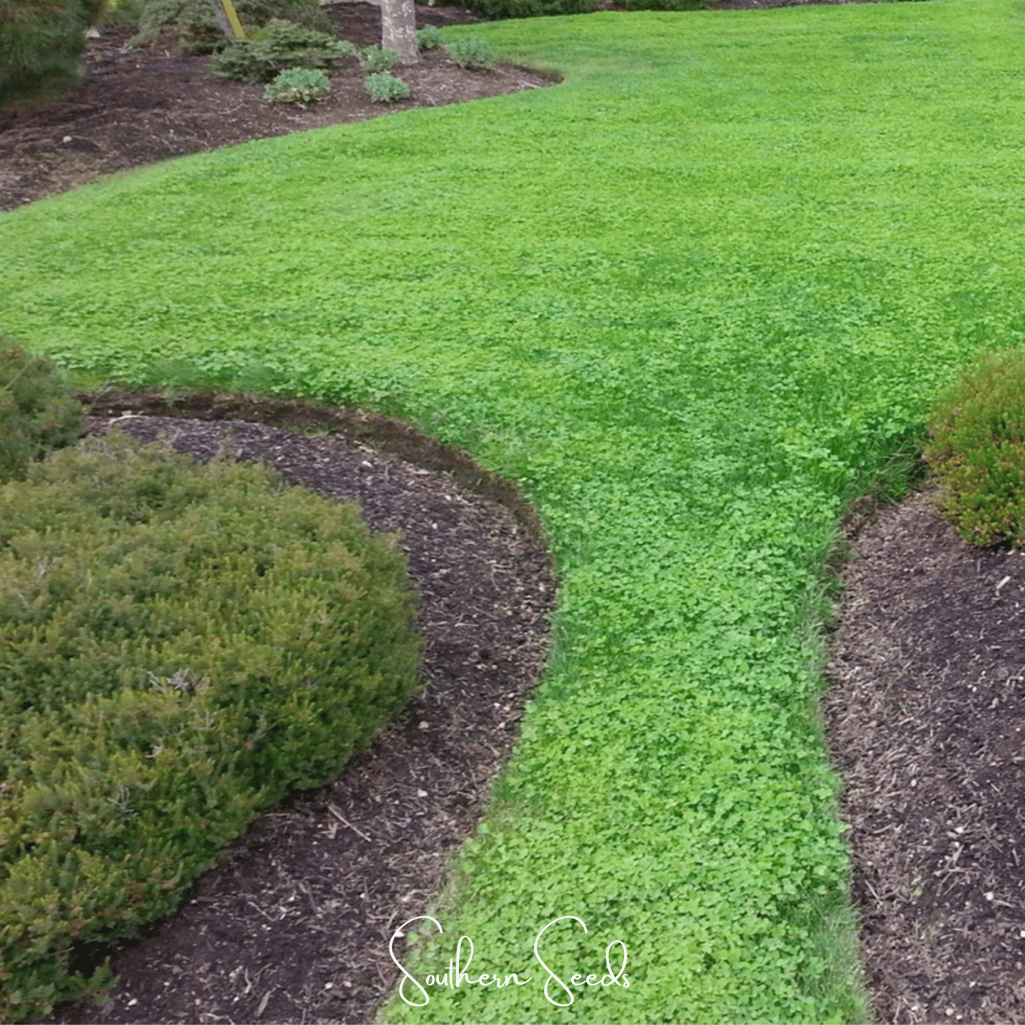Micro Clover (Mini) – 10,000 Seeds Southern Seeds