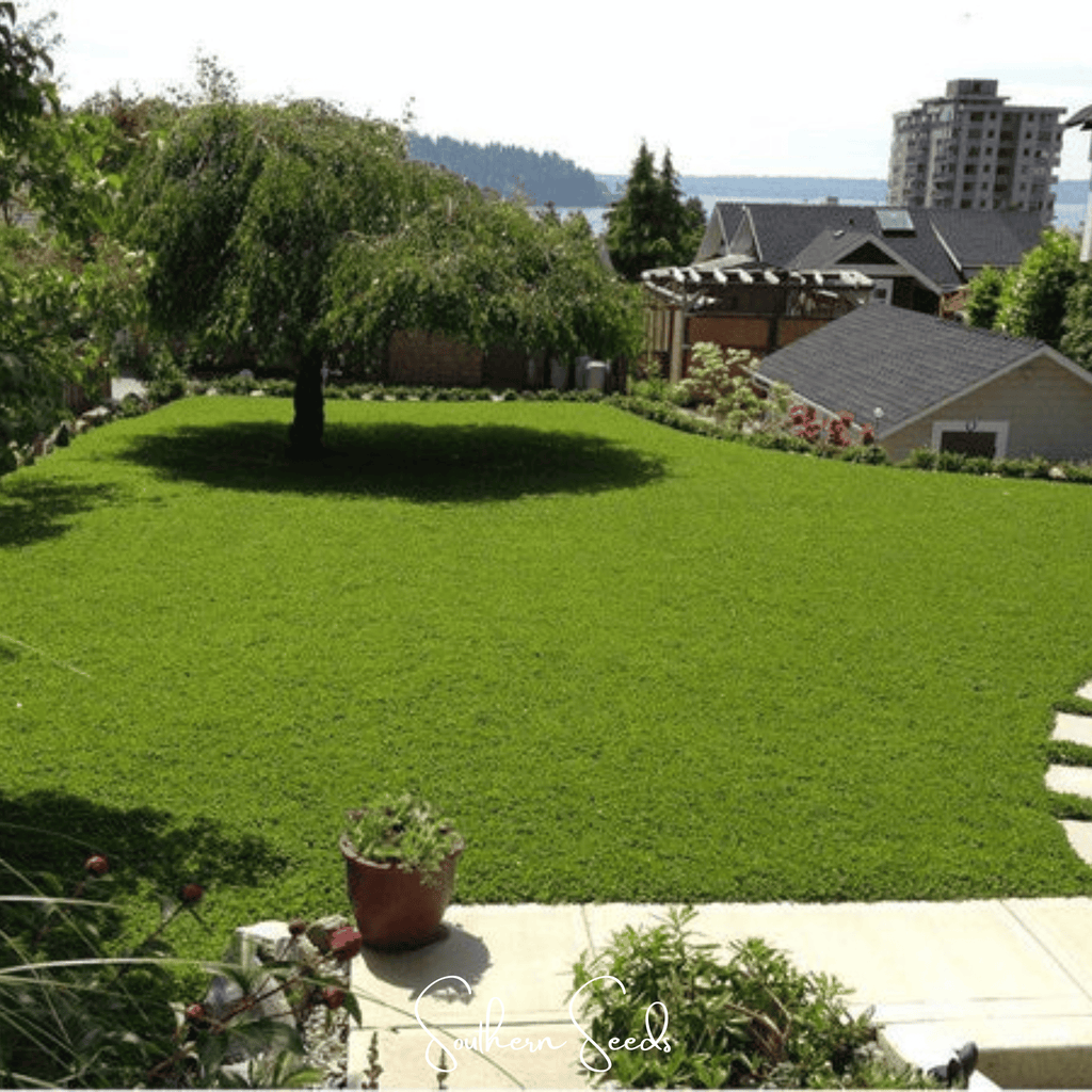 Micro Clover (Mini) – 10,000 Seeds Southern Seeds
