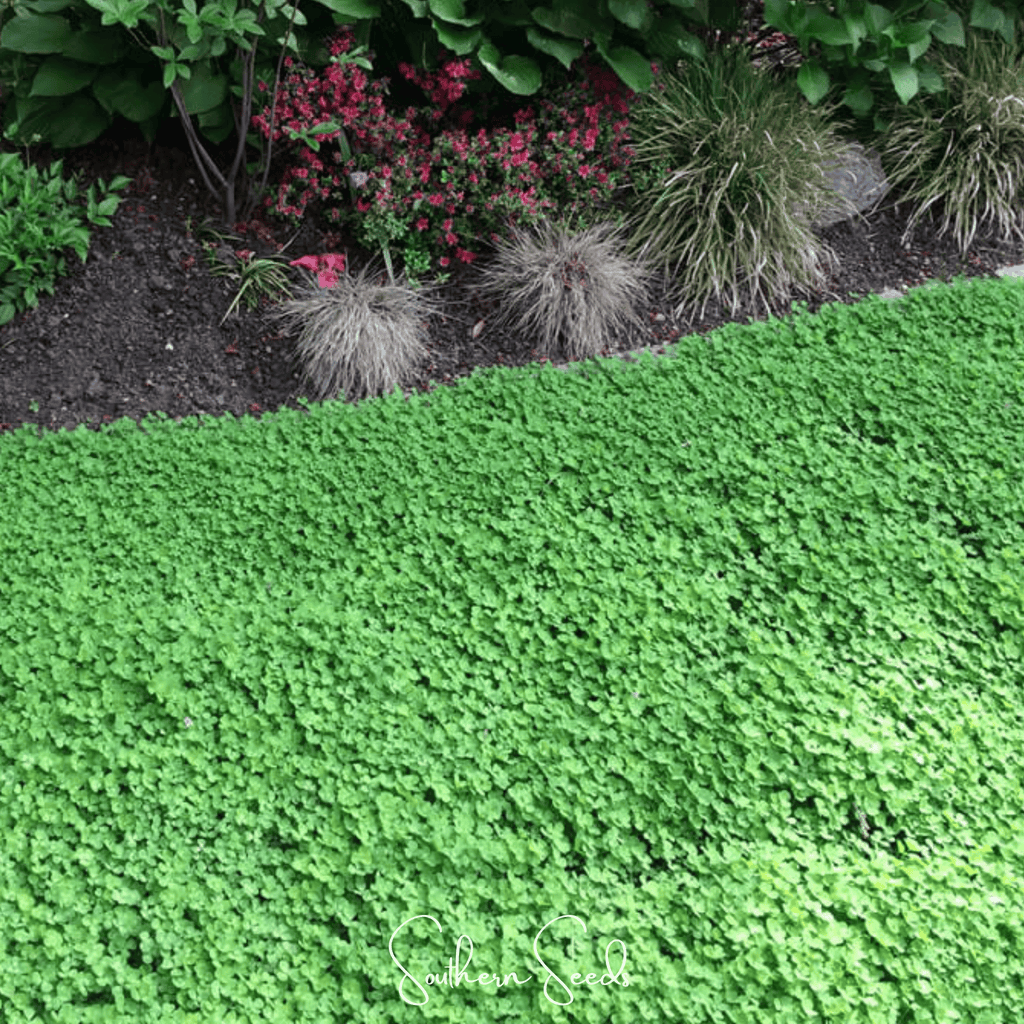 Micro Clover (Mini) – 10,000 Seeds Southern Seeds