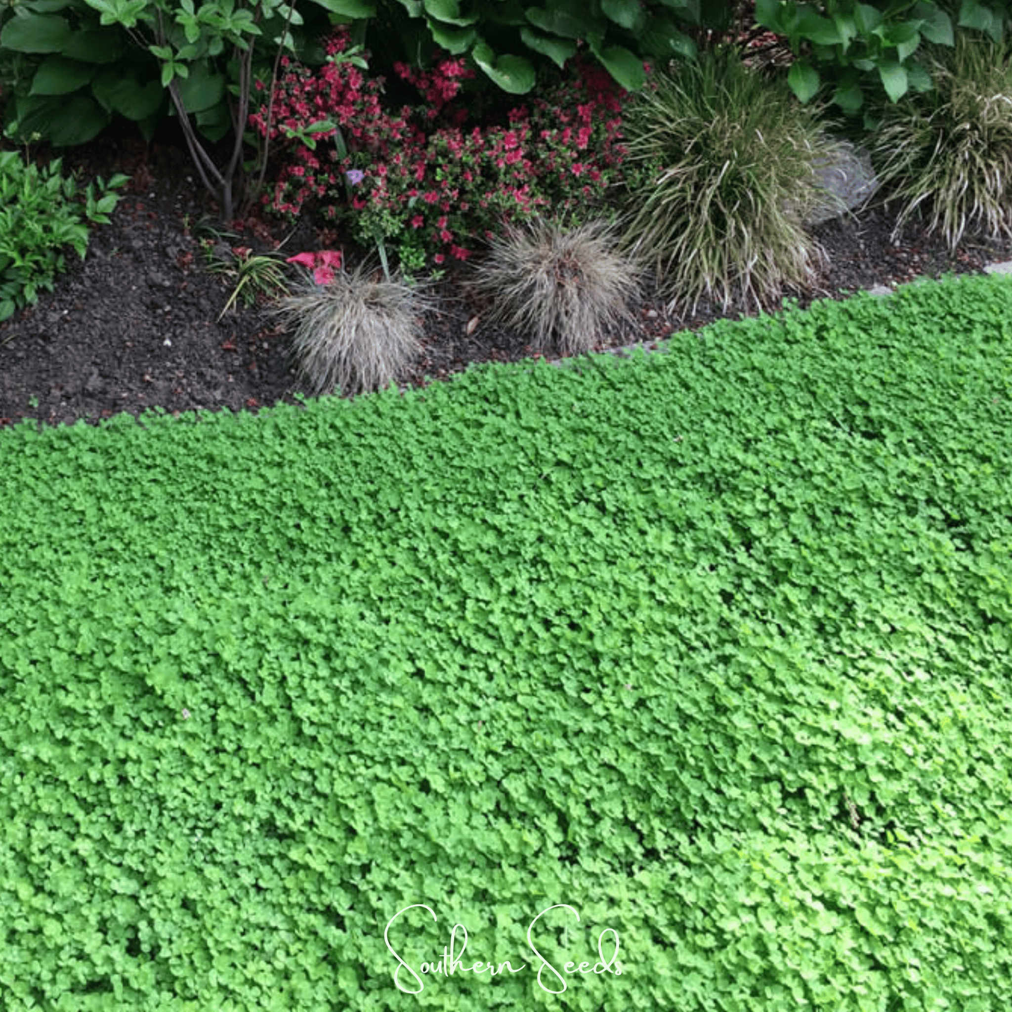 Micro Clover (Mini) – 10,000 Seeds Southern Seeds