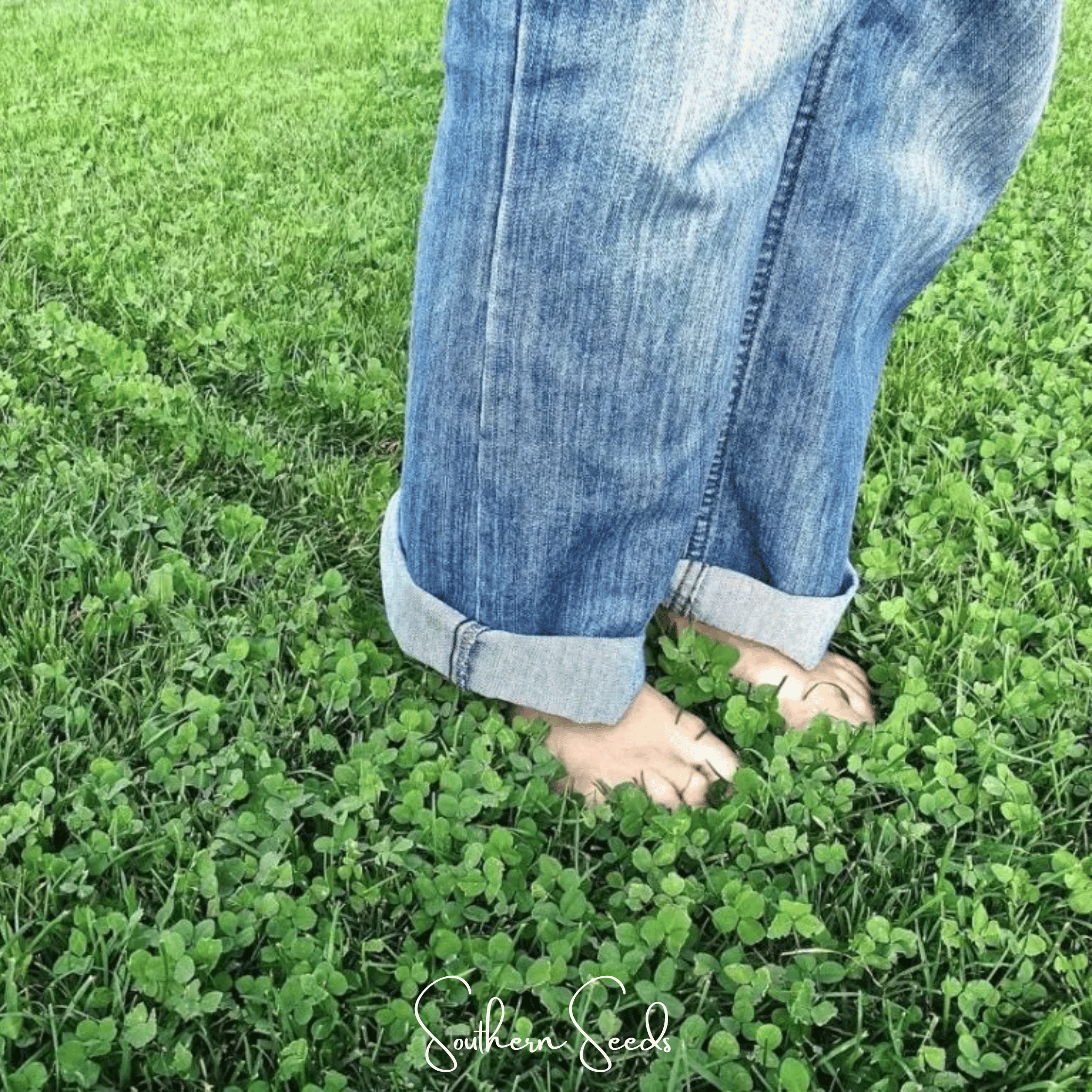 Micro Clover (Mini) – 10,000 Seeds Southern Seeds