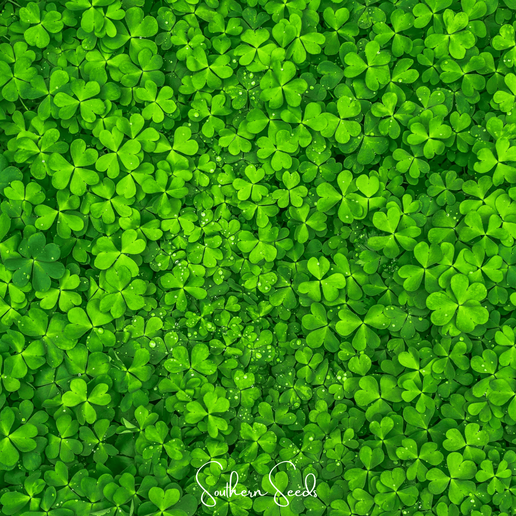 Micro Clover (Mini) – 10,000 Seeds Southern Seeds