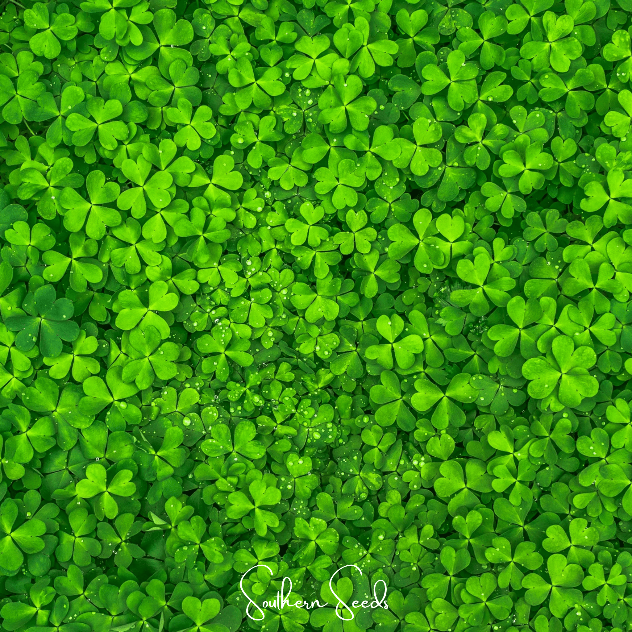 Micro Clover (Mini) – 10,000 Seeds Southern Seeds