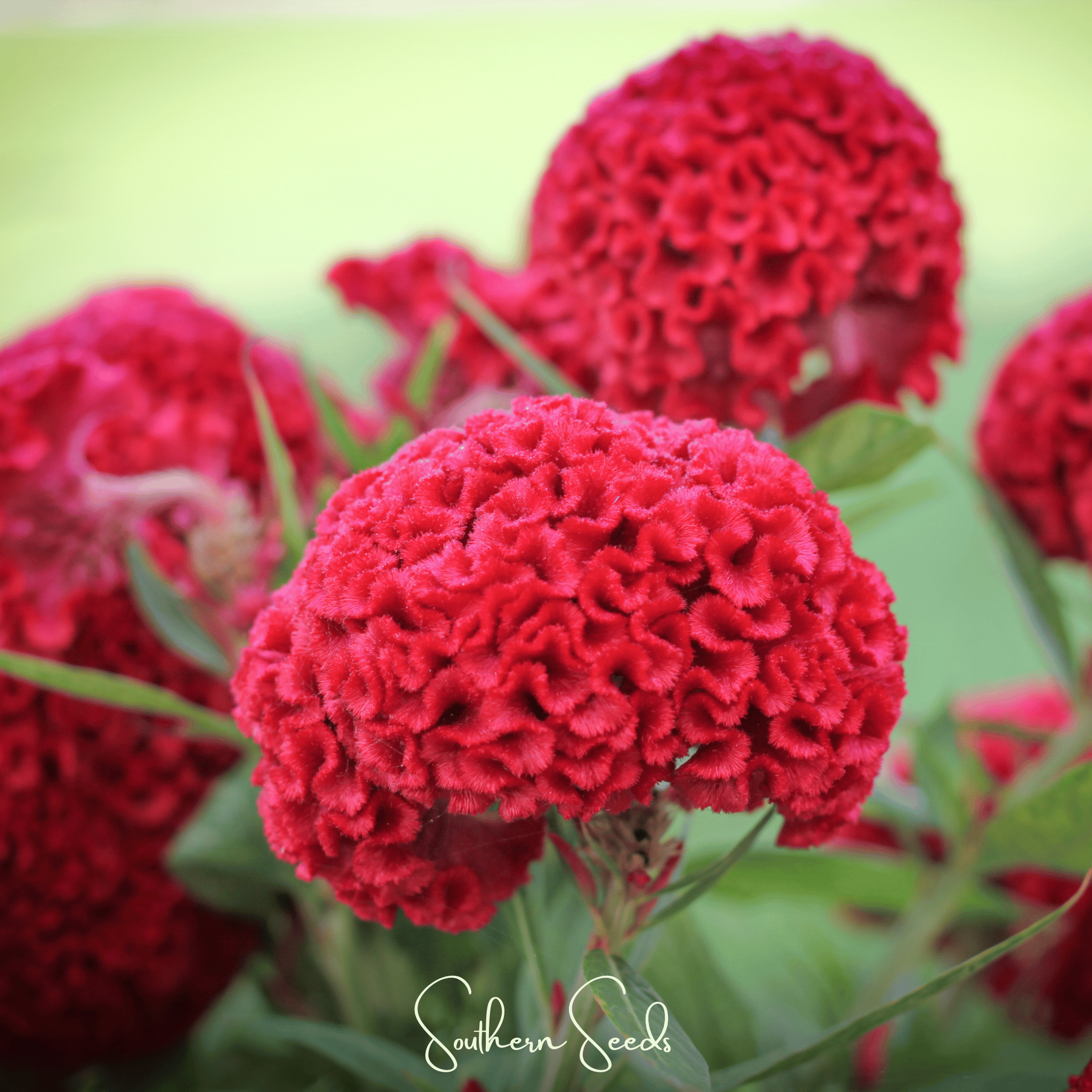 Carmine Cockscomb – 25 Seeds Southern Seeds