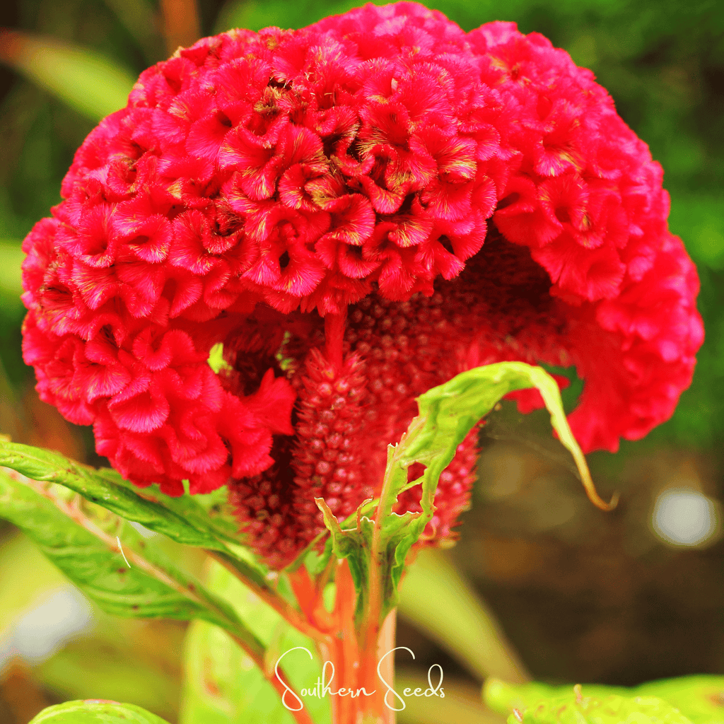 Carmine Cockscomb – 25 Seeds Southern Seeds