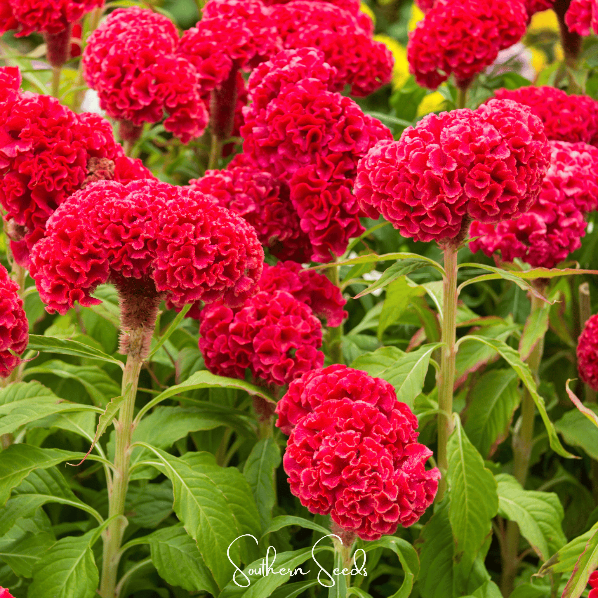 Carmine Cockscomb – 25 Seeds Southern Seeds