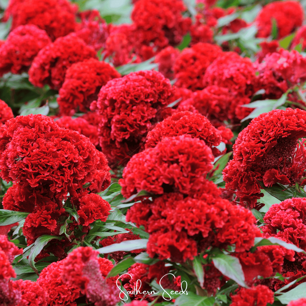 Carmine Cockscomb – 25 Seeds Southern Seeds