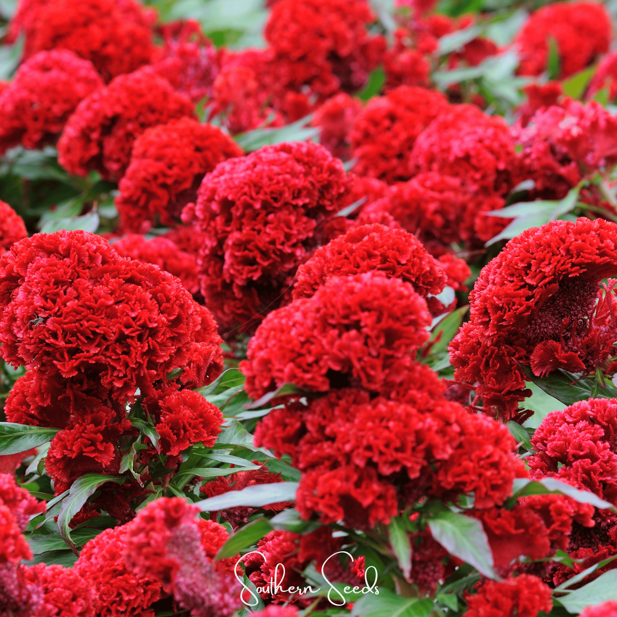 Carmine Cockscomb – 25 Seeds Southern Seeds