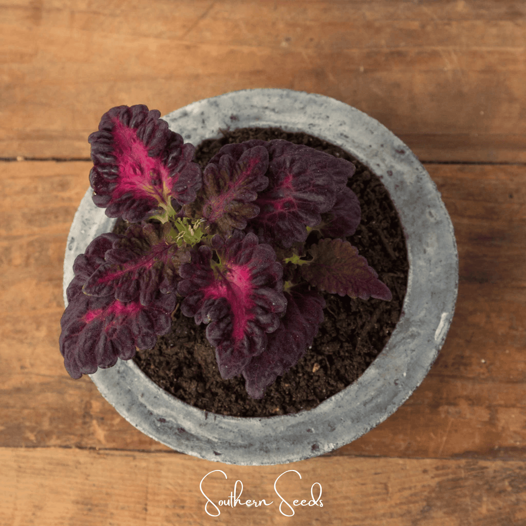 Black Dragon Coleus – 20 Seeds Southern Seeds