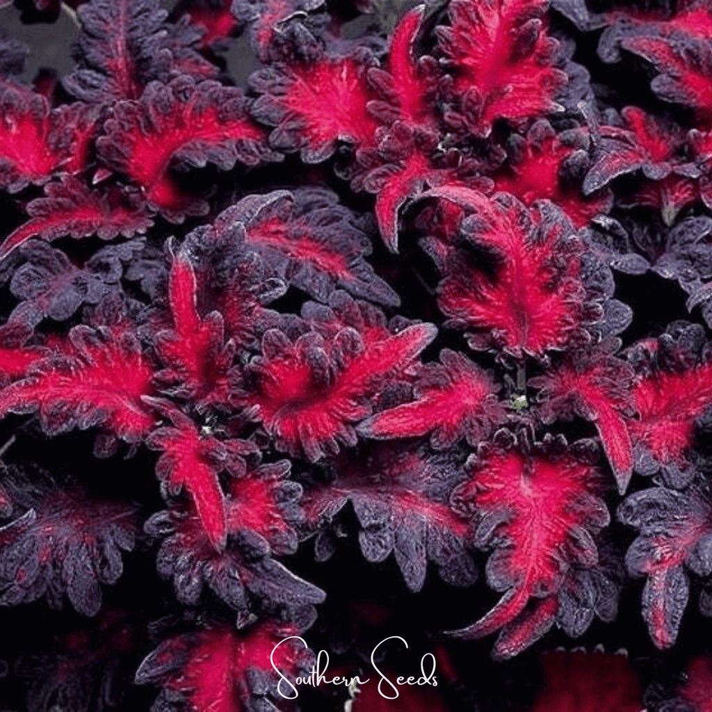 Black Dragon Coleus – 20 Seeds Southern Seeds