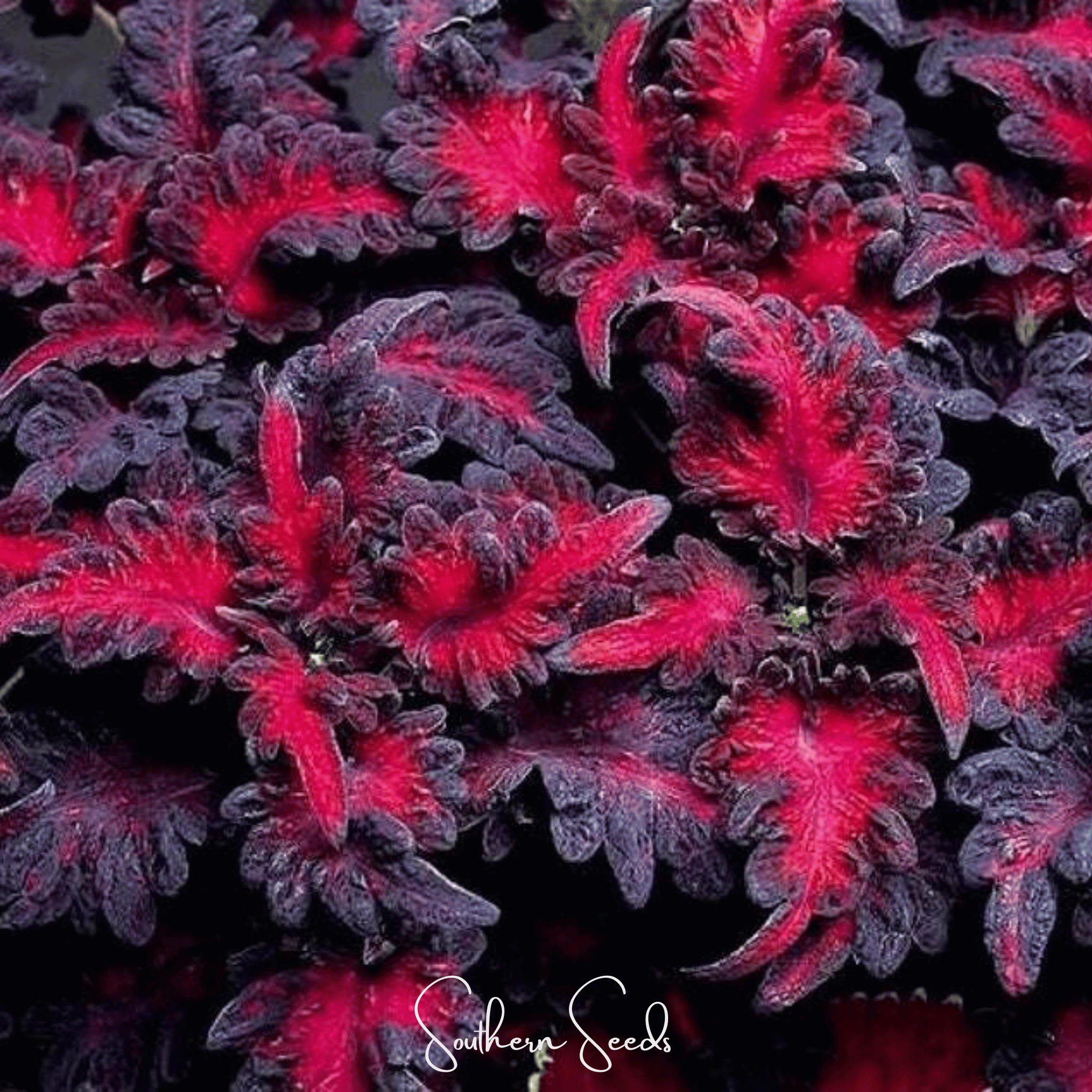 Black Dragon Coleus – 20 Seeds Southern Seeds