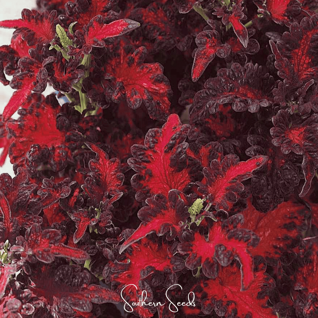 Black Dragon Coleus – 20 Seeds Southern Seeds