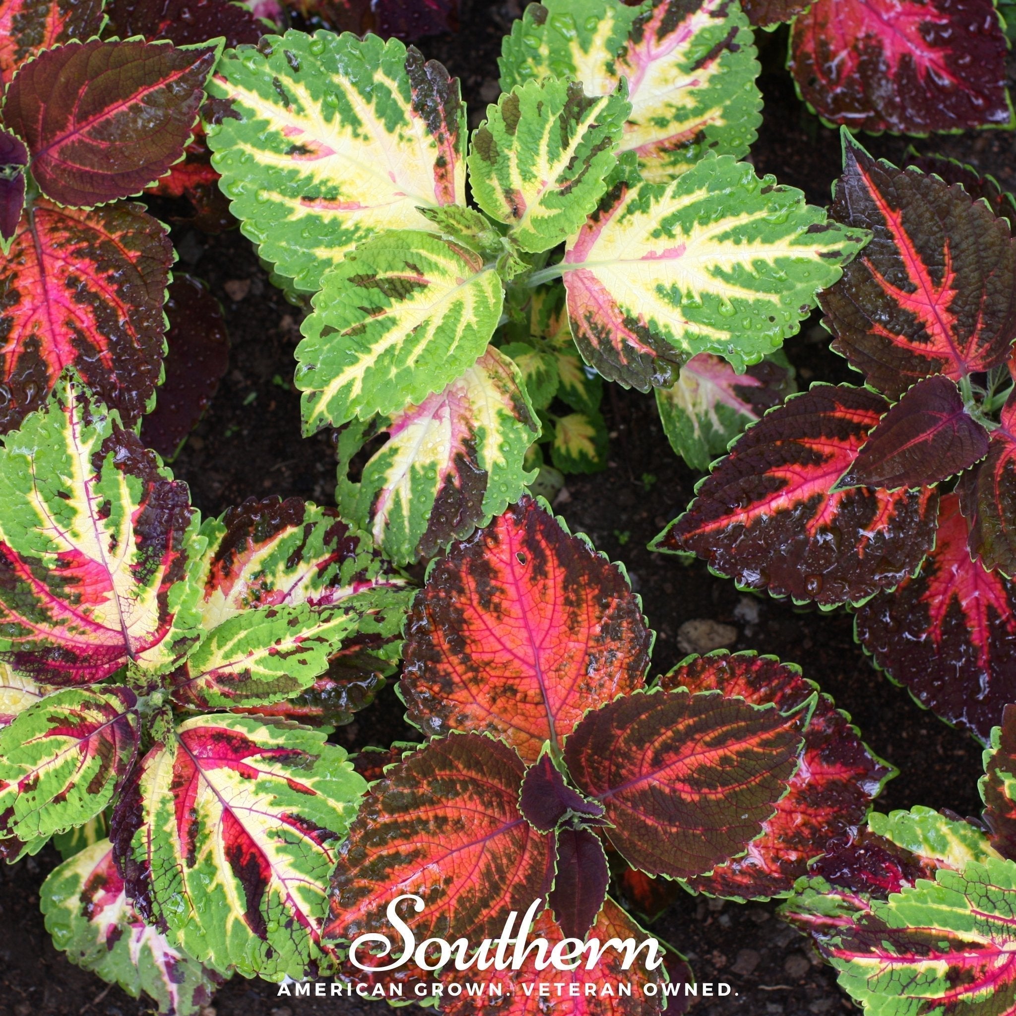 Rainbow Mix Coleus – 250 Seeds Southern Seeds