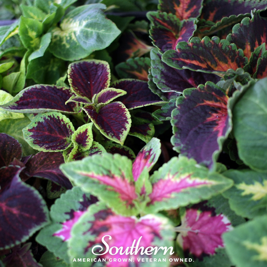 Rainbow Mix Coleus – 250 Seeds Southern Seeds