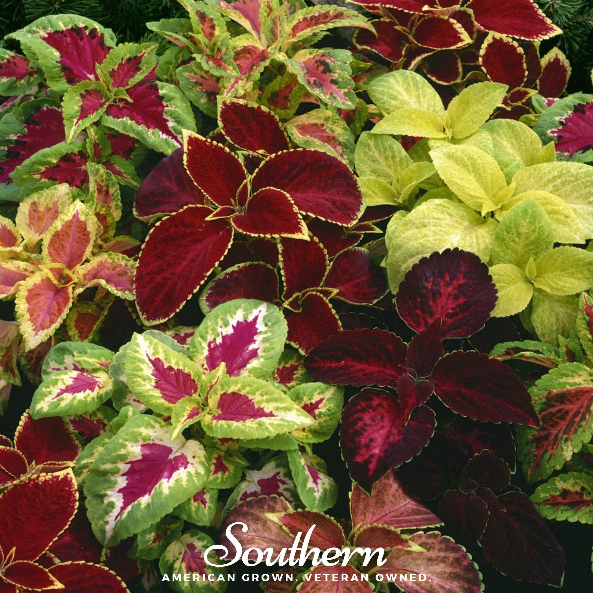 Rainbow Mix Coleus – 250 Seeds Southern Seeds